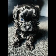 Shihpoo - Both