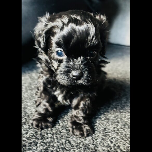 Shihpoo - Both