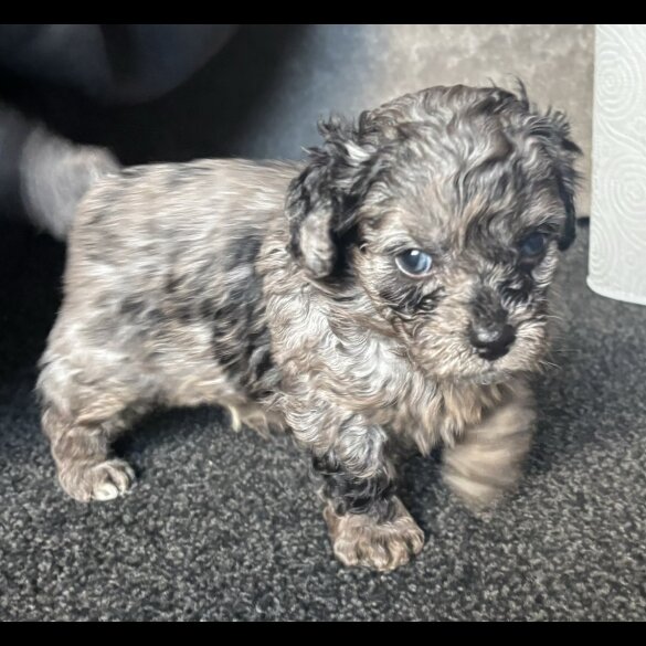 Shihpoo - Both