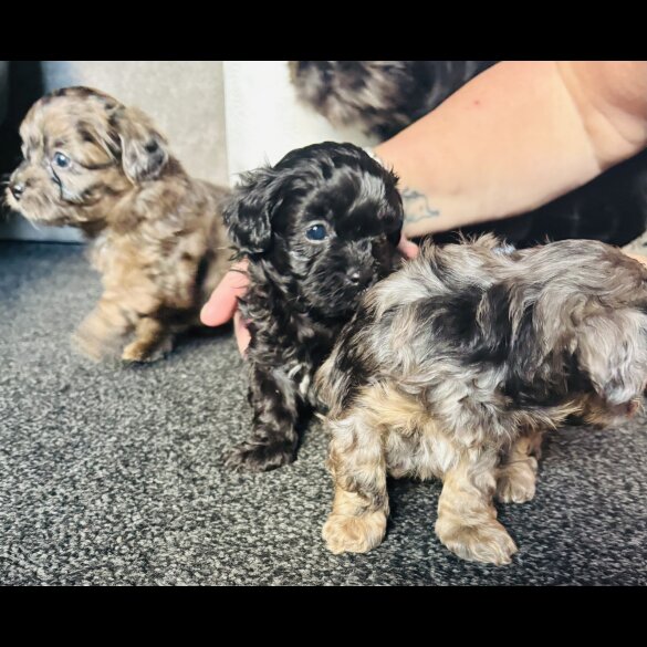 Shihpoo - Both