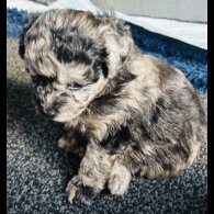 Shihpoo - Both