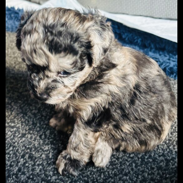 Shihpoo - Both