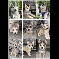 Siberian Husky - Both