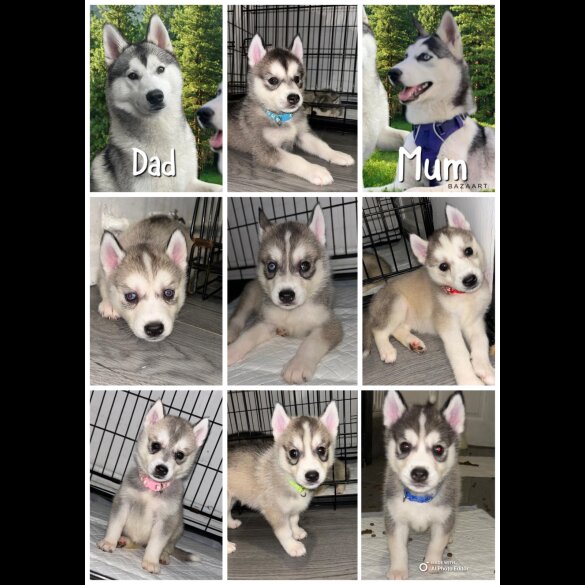 Siberian Husky - Both