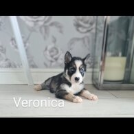 Siberian Husky - Both
