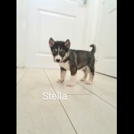 Siberian Husky - Both