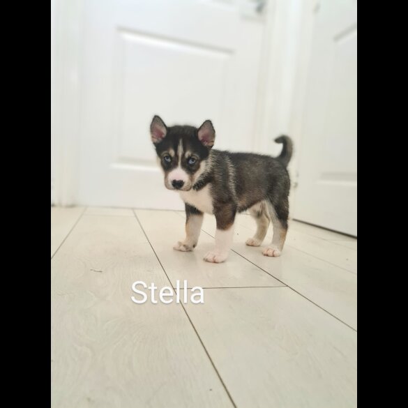 Siberian Husky - Both