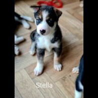 Siberian Husky - Both