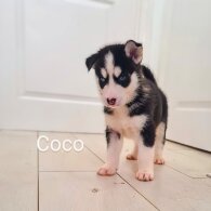 Siberian Husky - Both