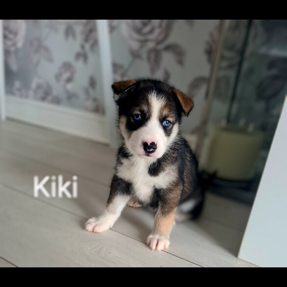 Siberian Husky - Both
