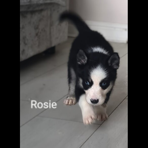 Siberian Husky - Both
