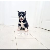 Siberian Husky - Both