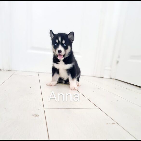 Siberian Husky - Both