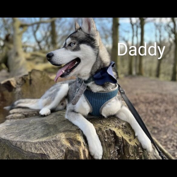 Siberian Husky - Both