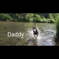 Siberian Husky - Both