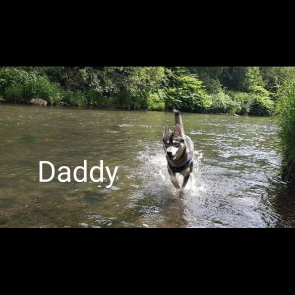 Siberian Husky - Both