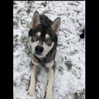 Siberian Husky - Both