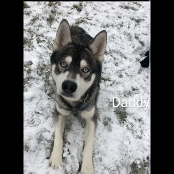 Siberian Husky - Both
