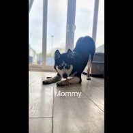 Siberian Husky - Both