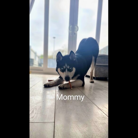 Siberian Husky - Both