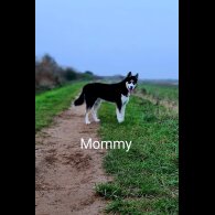 Siberian Husky - Both
