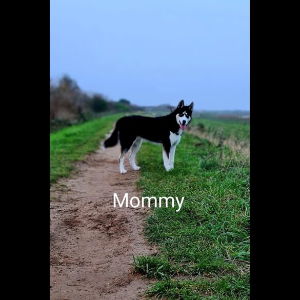 Siberian Husky - Both