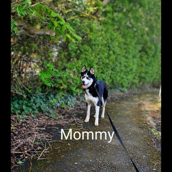 Siberian Husky - Both