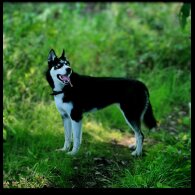 Siberian Husky - Both