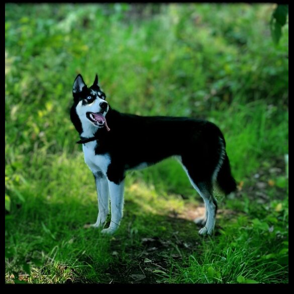 Siberian Husky - Both