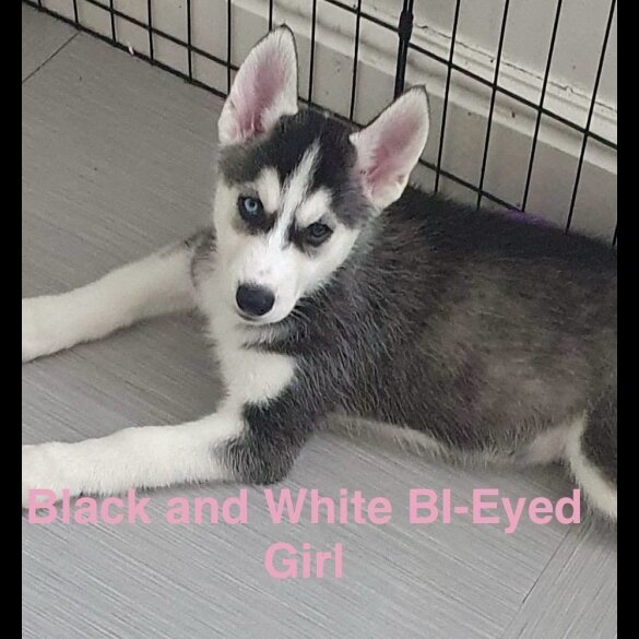 Siberian Husky - Both