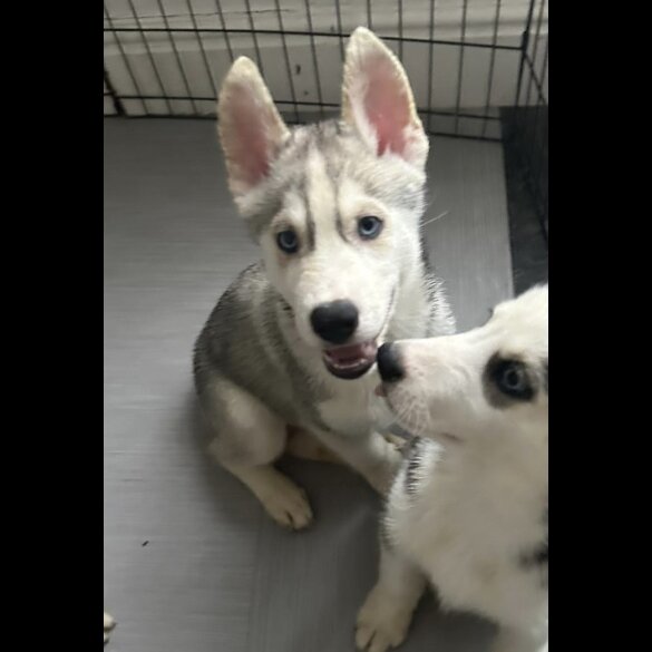 Siberian Husky - Both