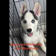 Siberian Husky - Both