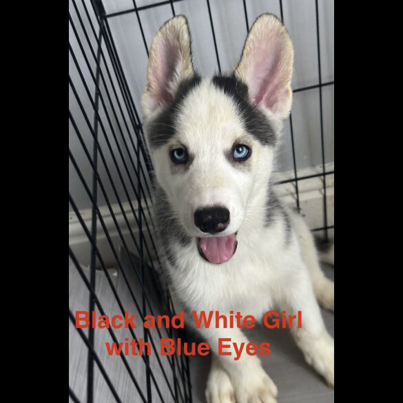 Siberian Husky - Both