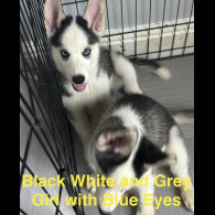 Siberian Husky - Both