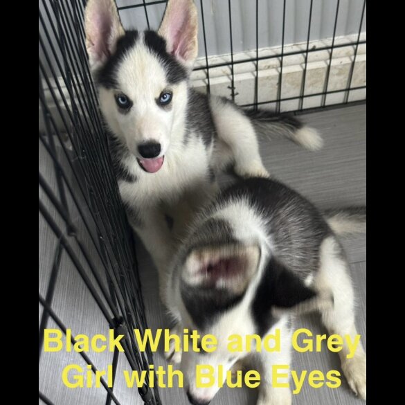 Siberian Husky - Both