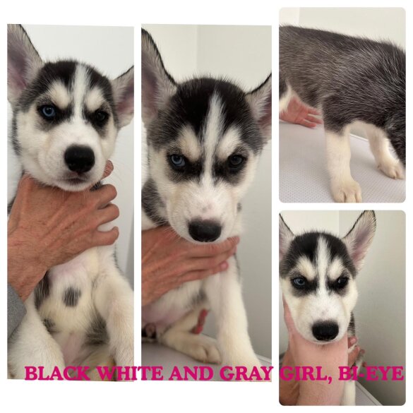Siberian Husky - Both