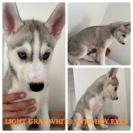 Siberian Husky - Both