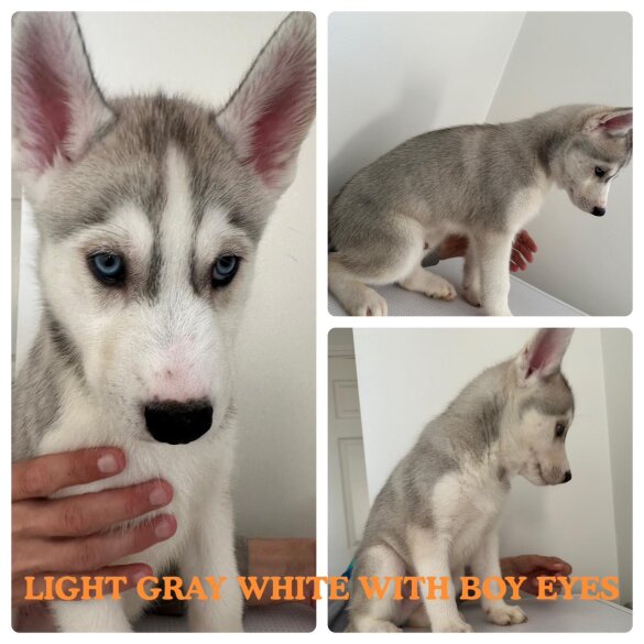 Siberian Husky - Both