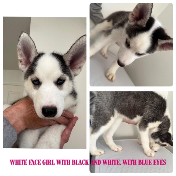Siberian Husky - Both