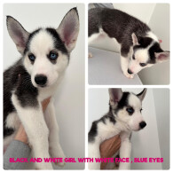 Siberian Husky - Both