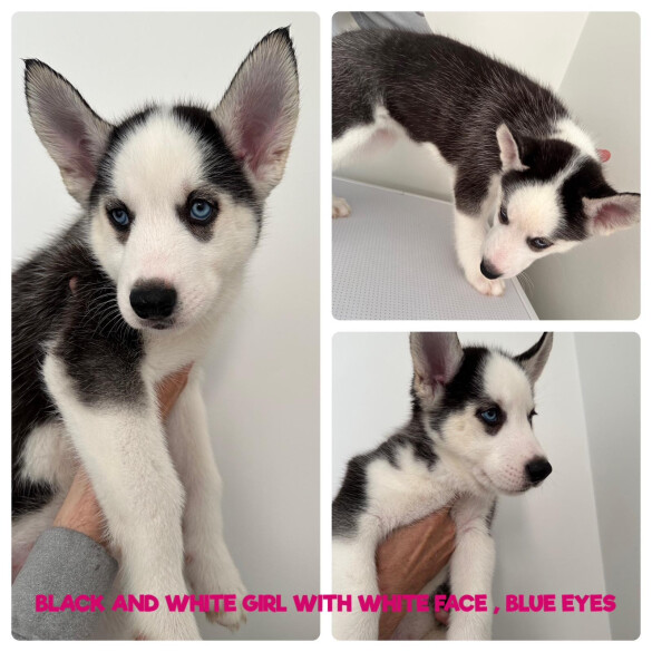 Siberian Husky - Both