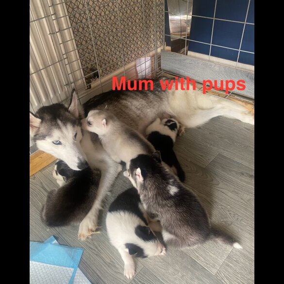 Siberian Husky - Both
