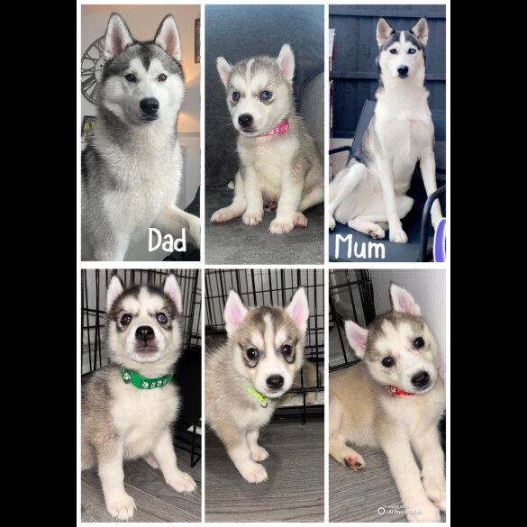Siberian Husky - Both