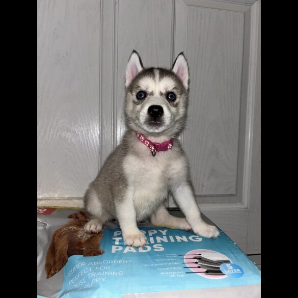 Siberian Husky - Both