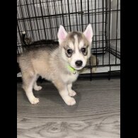 Siberian Husky - Both