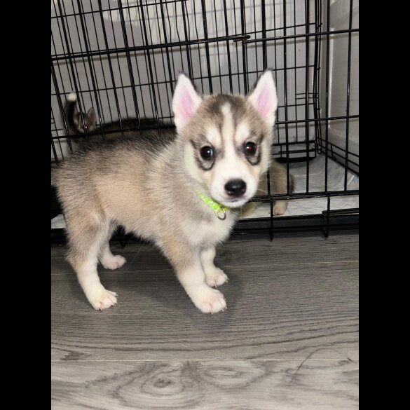 Siberian Husky - Both