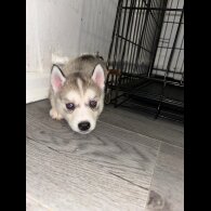 Siberian Husky - Both