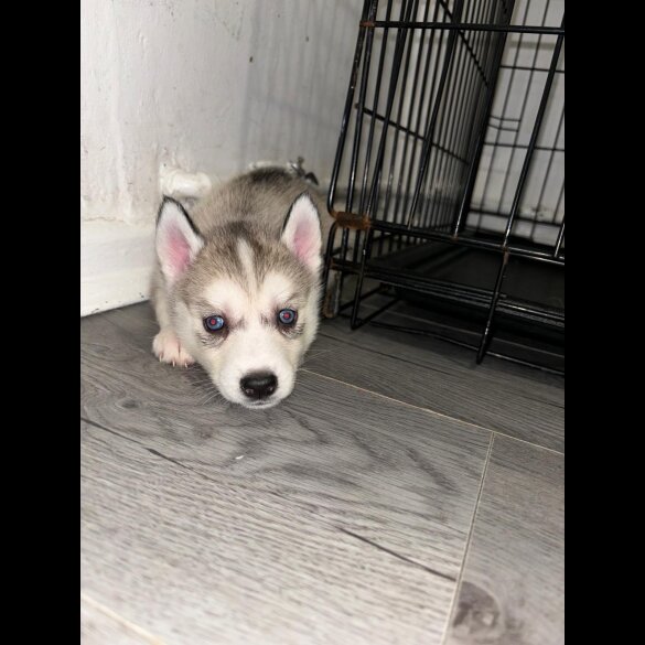Siberian Husky - Both