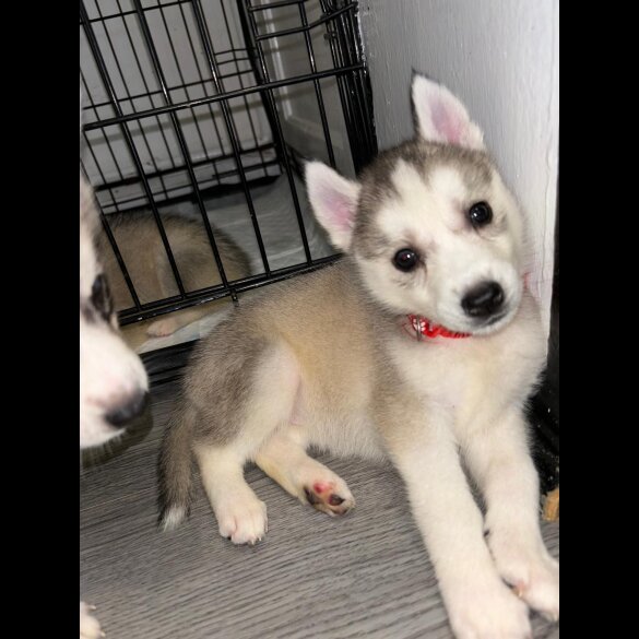 Siberian Husky - Both