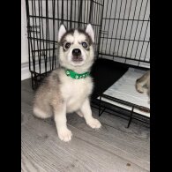 Siberian Husky - Both
